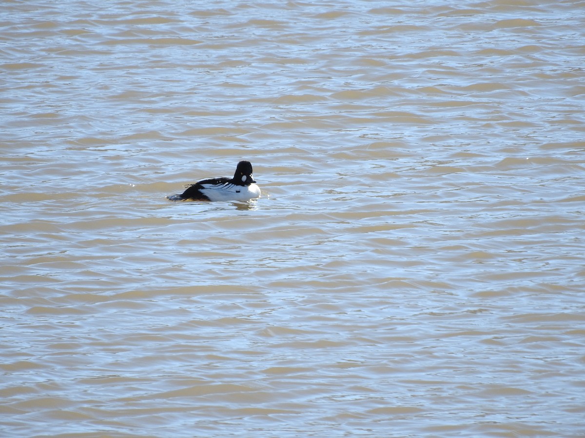 Common Goldeneye - ML47463671