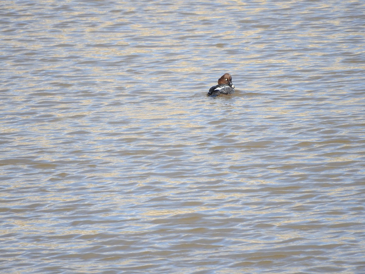 Common Goldeneye - ML47463711