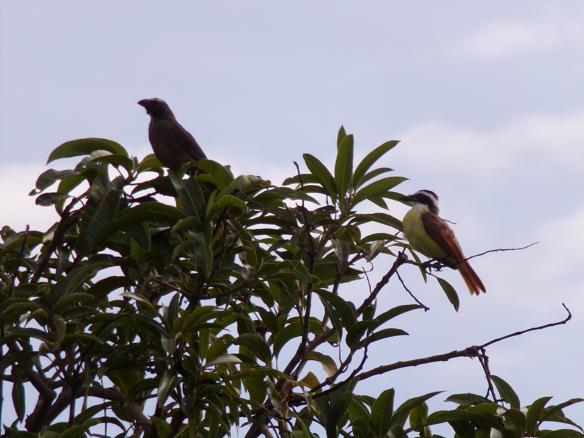 Great Kiskadee - ML474638671