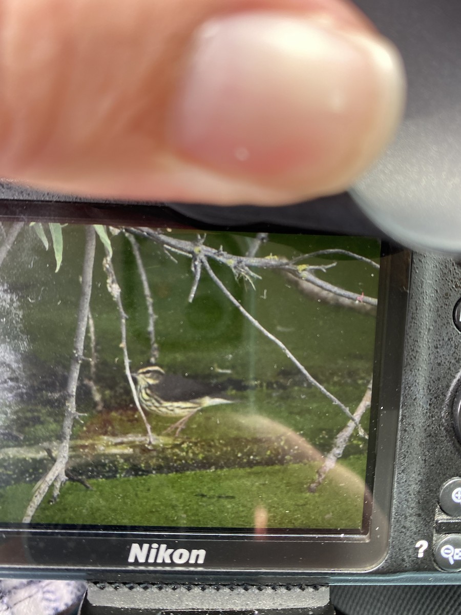 Northern Waterthrush - ML474638761