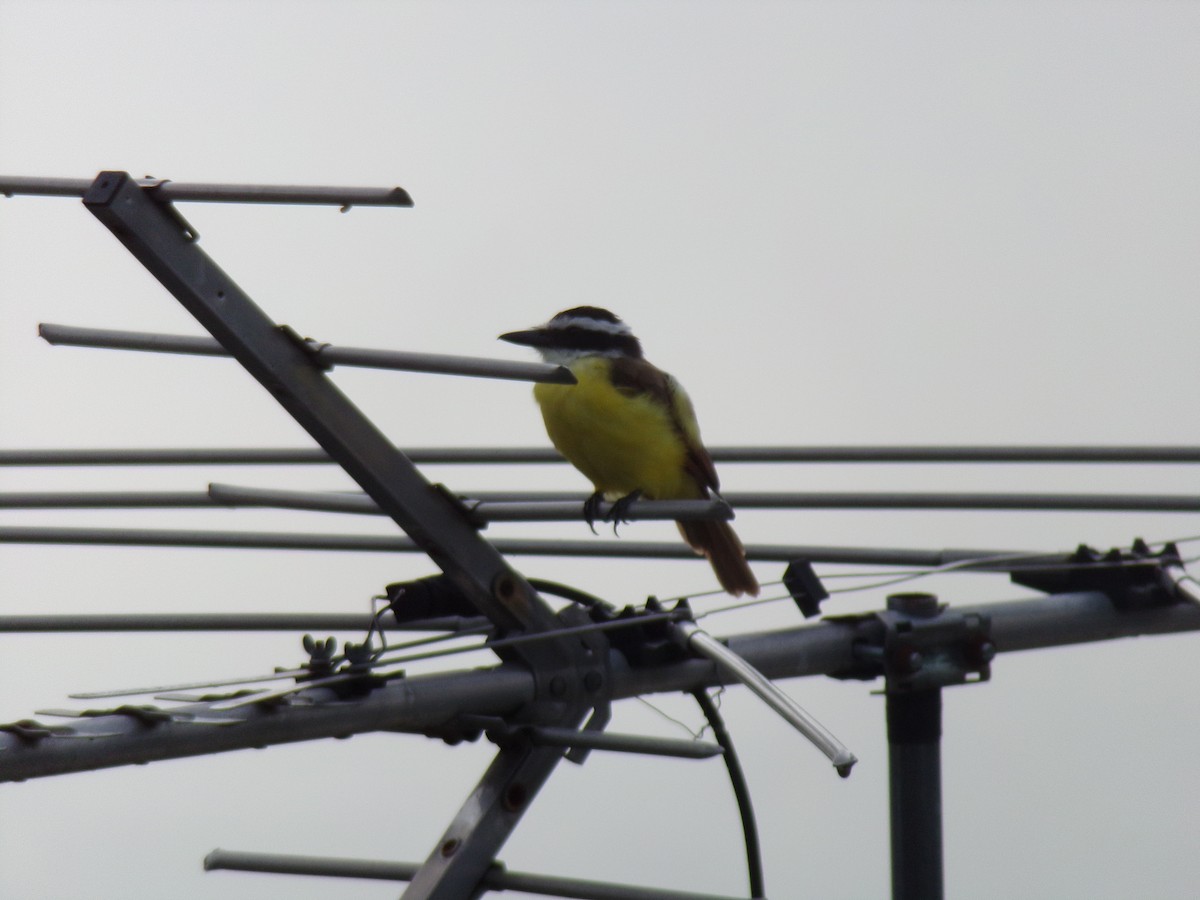 Great Kiskadee - ML474638791