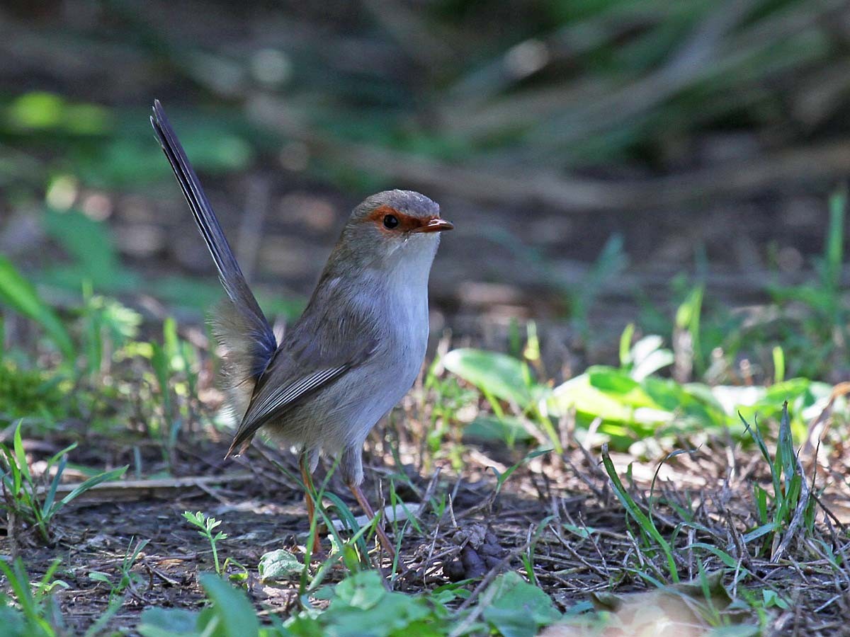 Variegated Fairywren - ML474640011