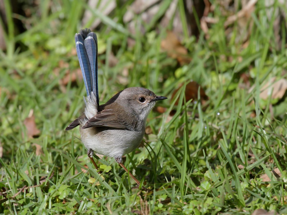 Variegated Fairywren - ML474640041