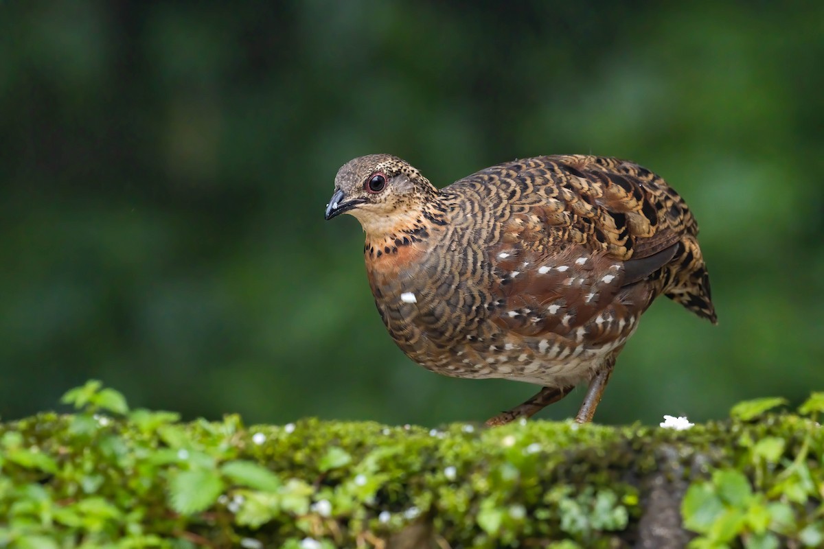 Hill Partridge - Hemanta Kumar Gogoi