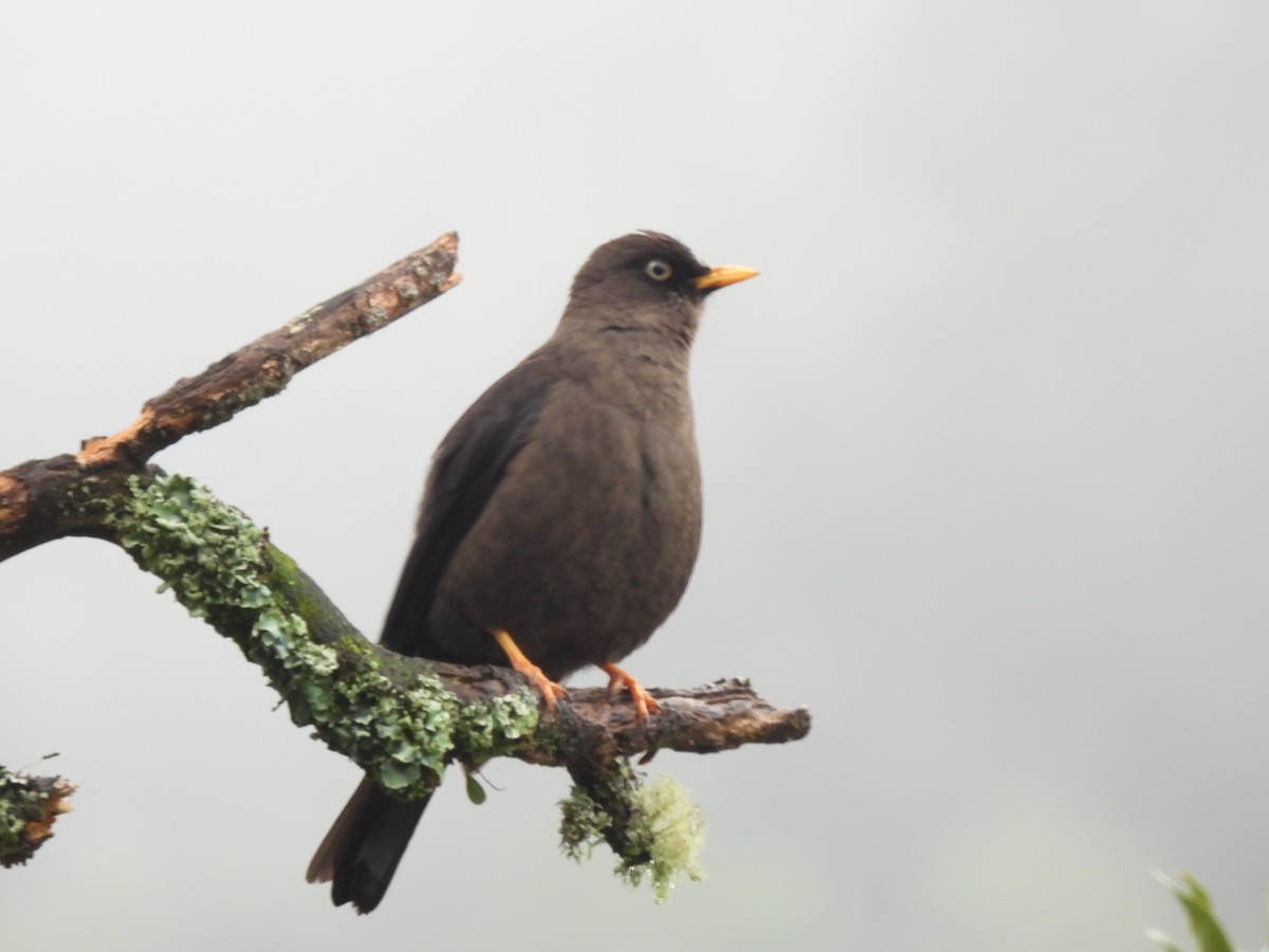 Sooty Thrush - ML474640201