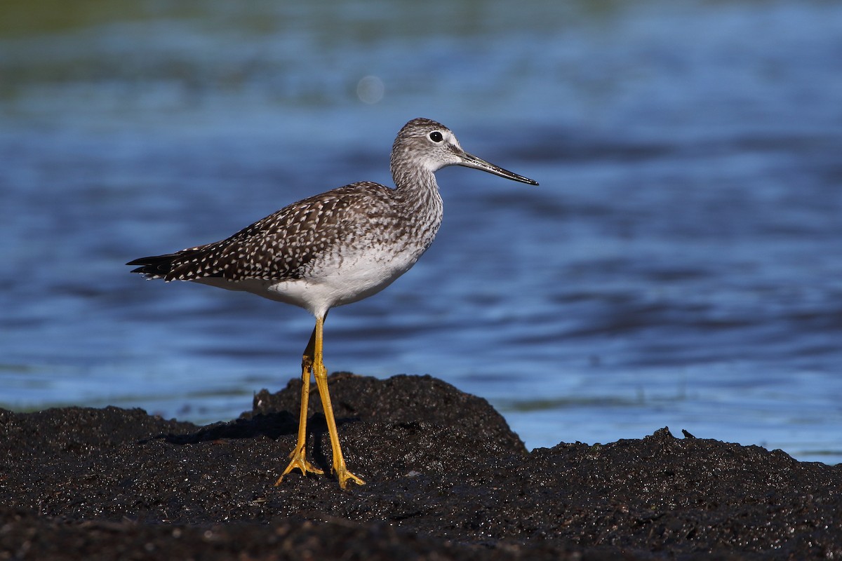 Greater Yellowlegs - Gang Wu