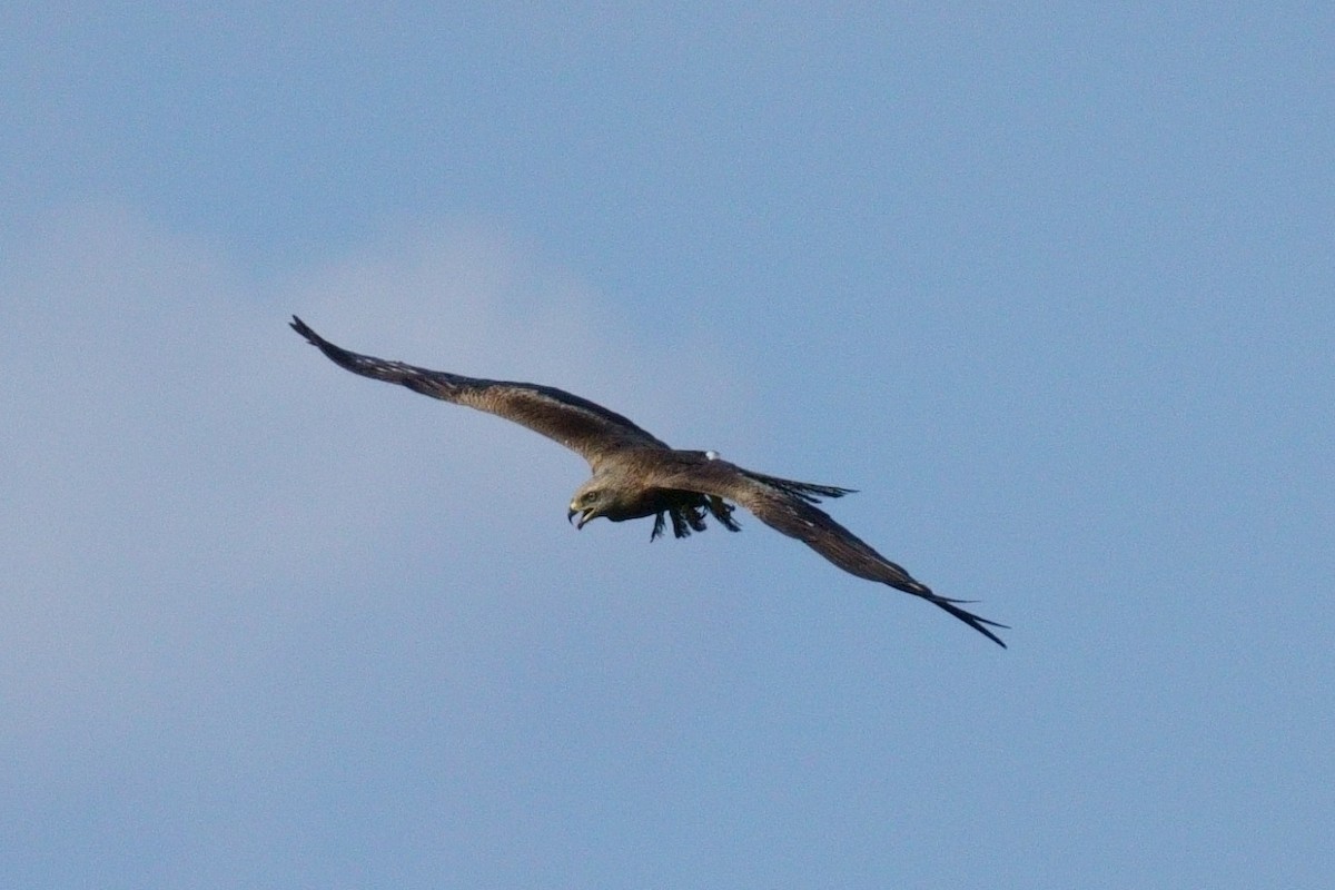 Black Kite - ML474641701