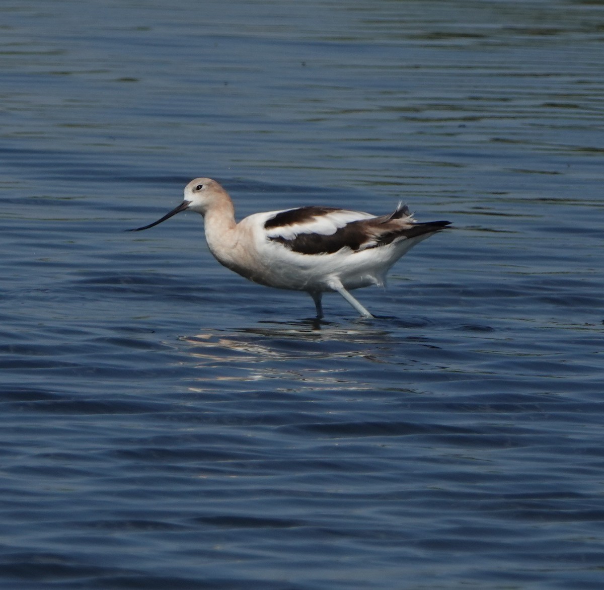 American Avocet - ML474643791