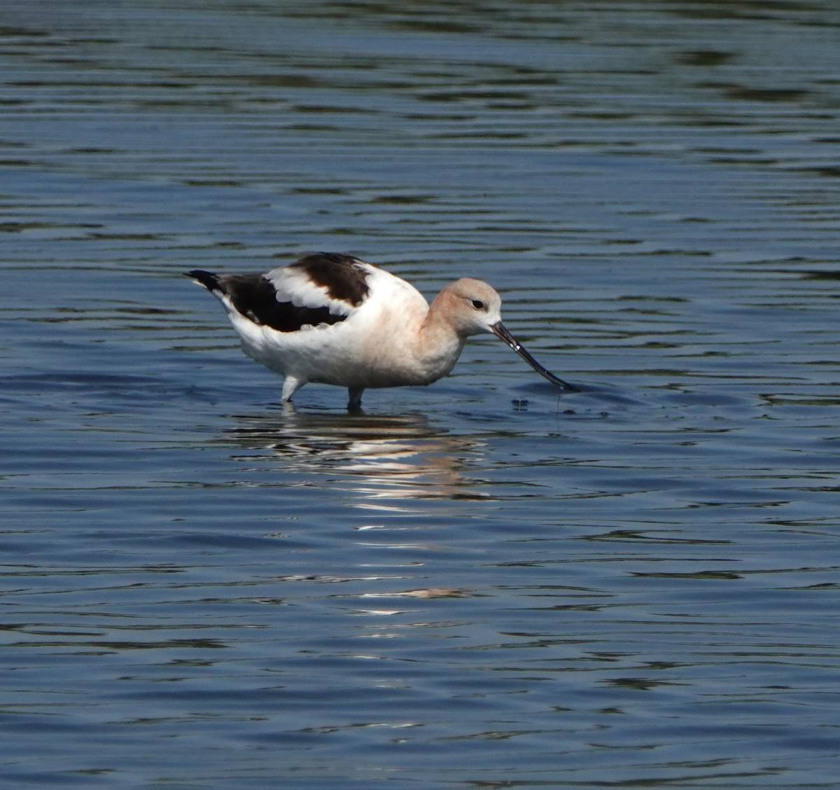 American Avocet - ML474643801