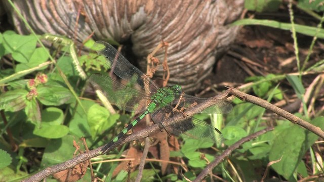 Great Pondhawk - ML474644