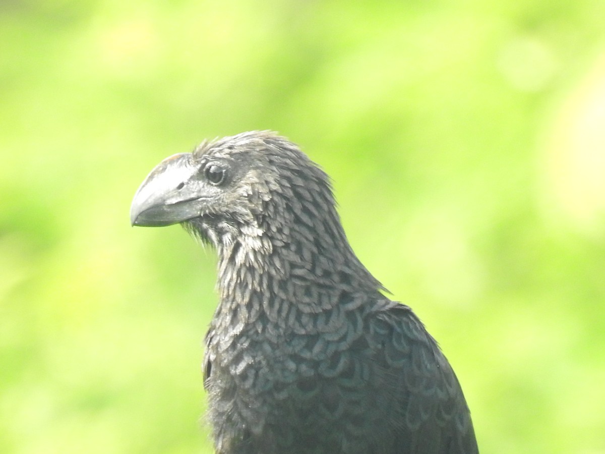 Groove-billed Ani - ML474644331