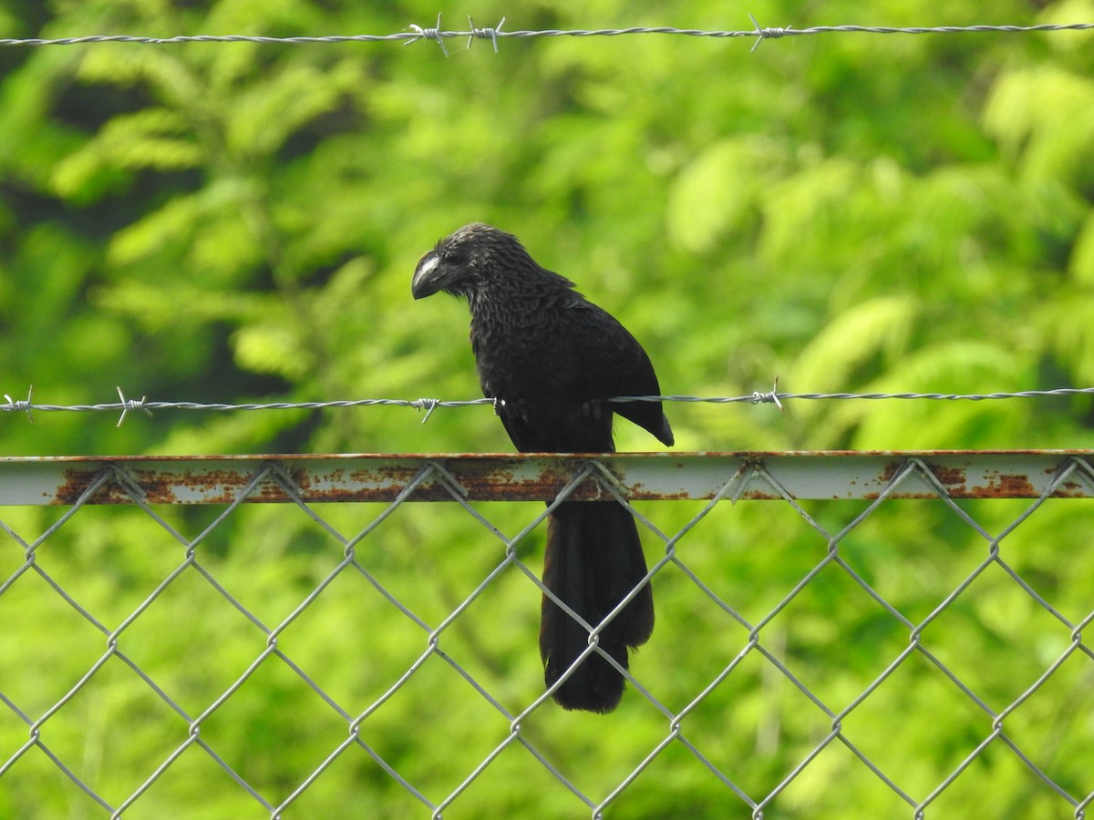 Groove-billed Ani - ML474644351