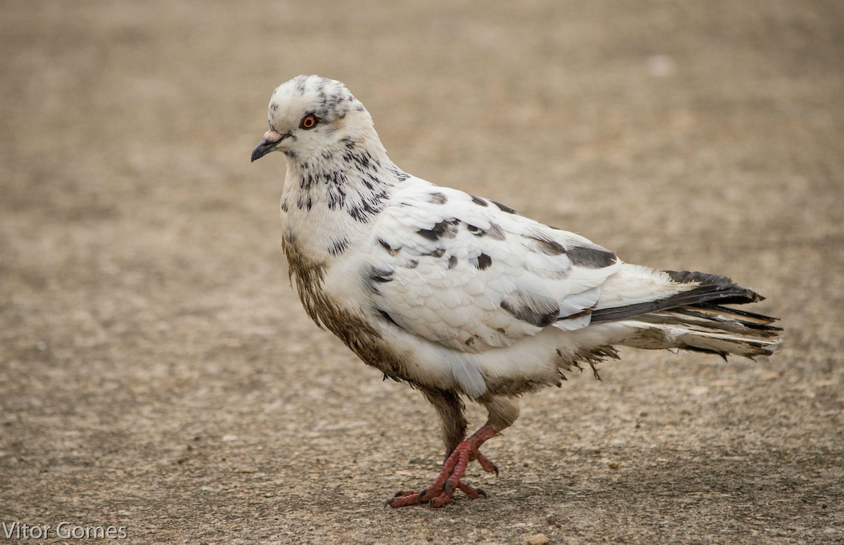 Rock Pigeon (Feral Pigeon) - ML47464481