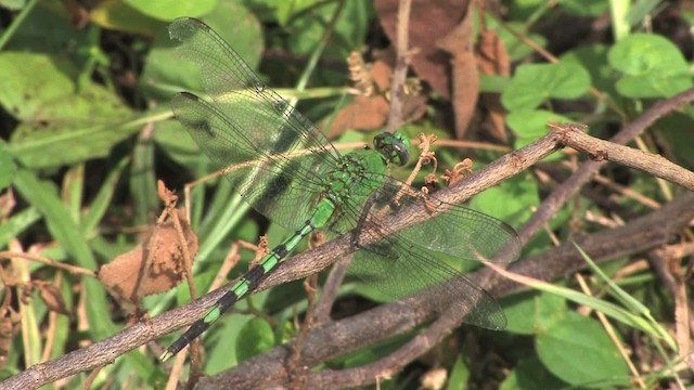 Great Pondhawk - ML474645