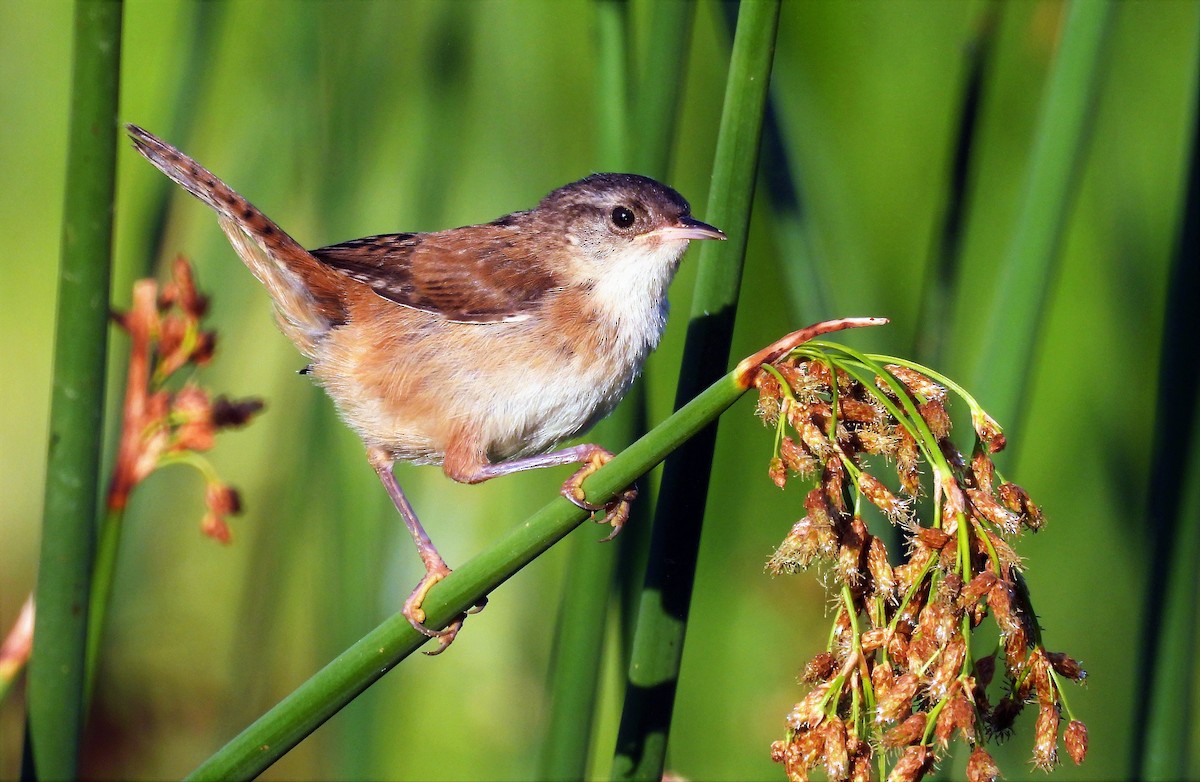 Marsh Wren - ML474645001