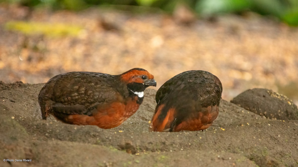 Rufous-fronted Wood-Quail - Denis Rivard