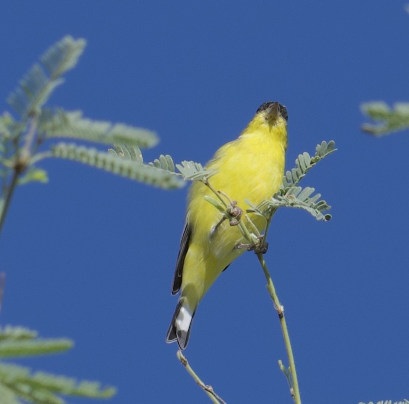 Lesser Goldfinch - ML474647251