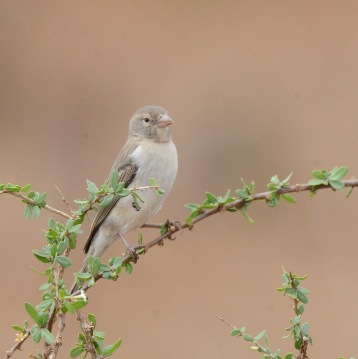Yellow-spotted Bush Sparrow - ML474648491
