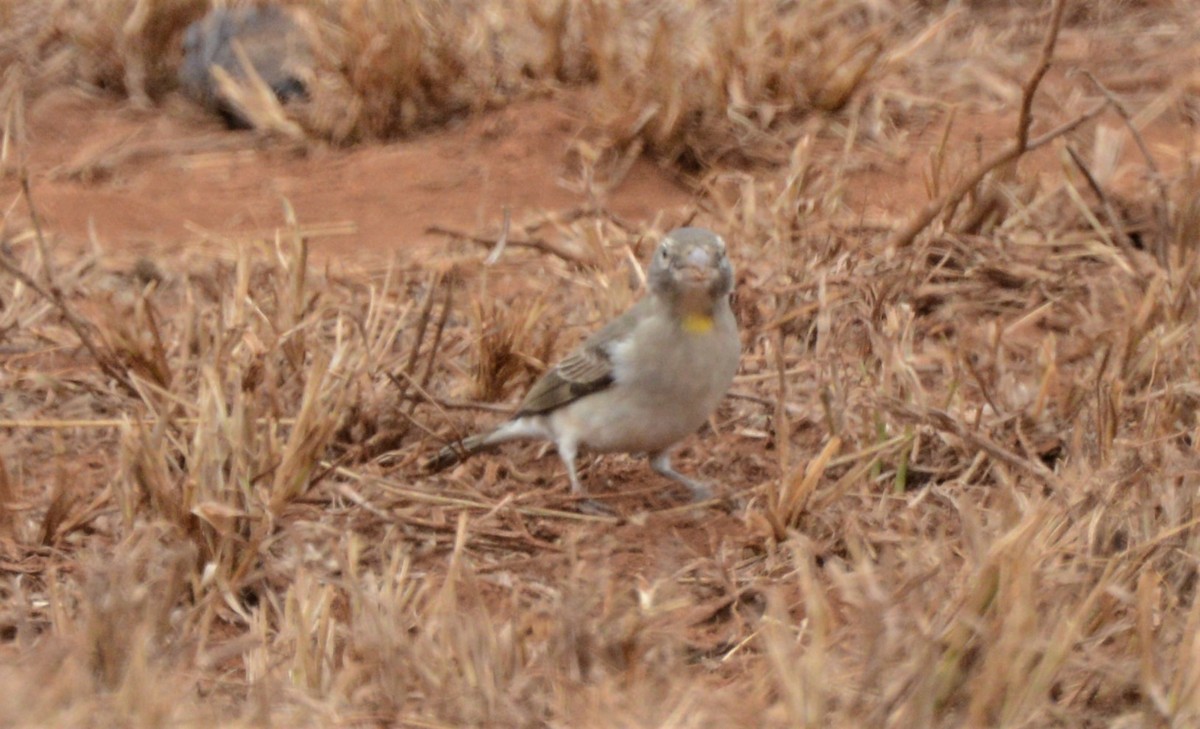 Yellow-spotted Bush Sparrow - Bertina K