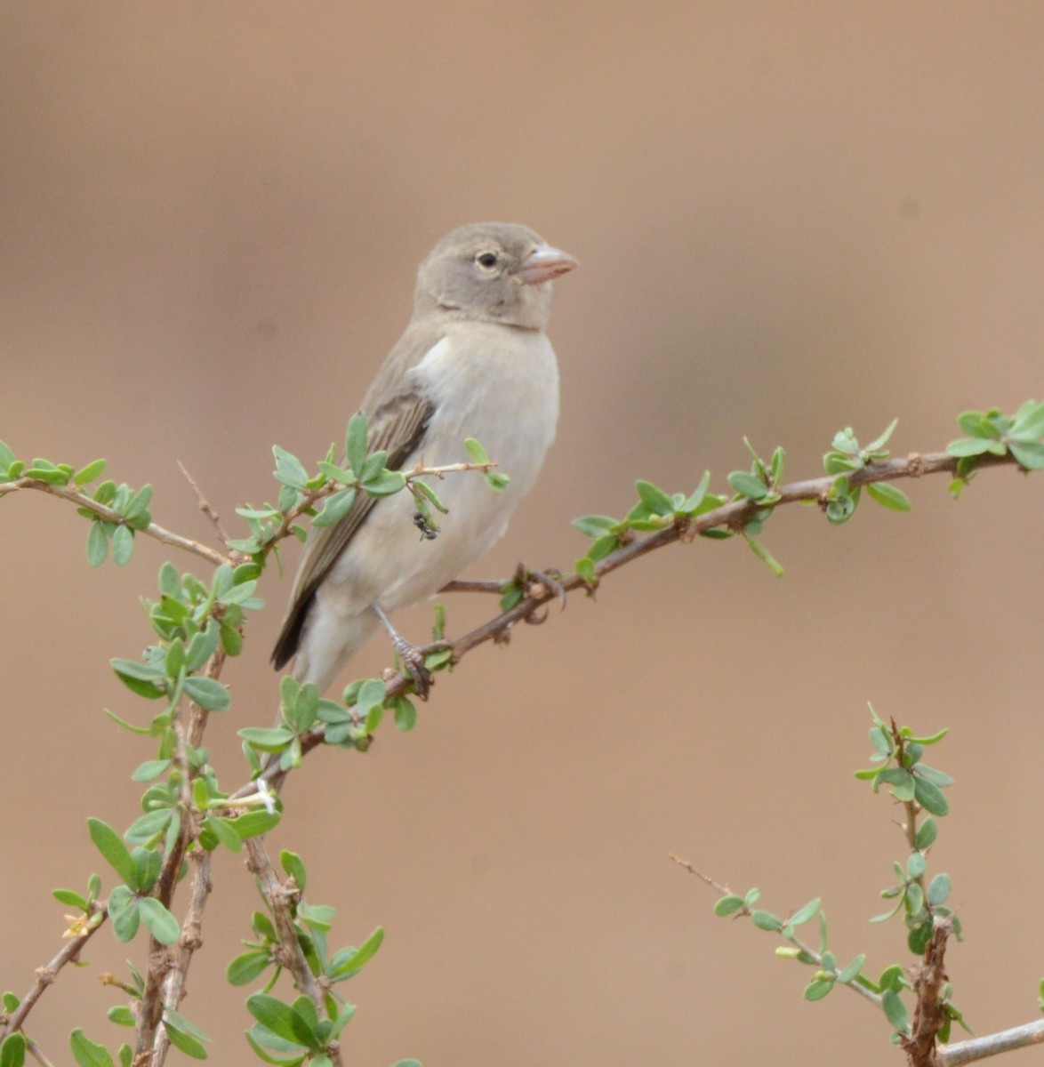 Yellow-spotted Bush Sparrow - Bertina K