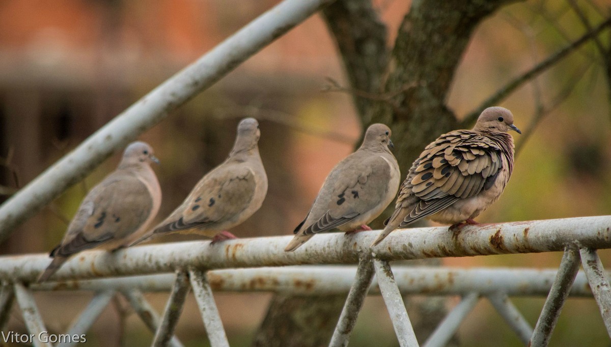 Eared Dove - ML47464871