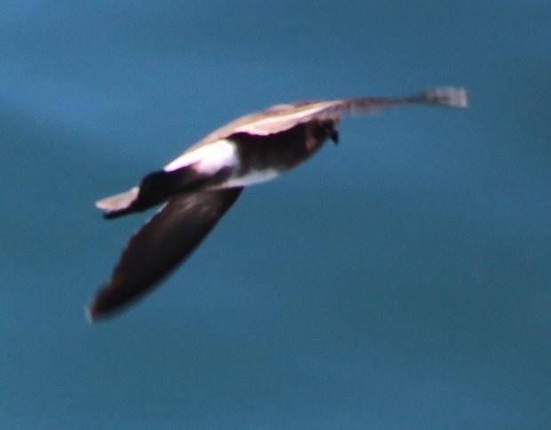 Elliot's Storm-Petrel - Burke Korol