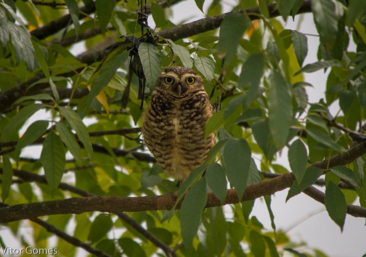 Burrowing Owl - ML47465151