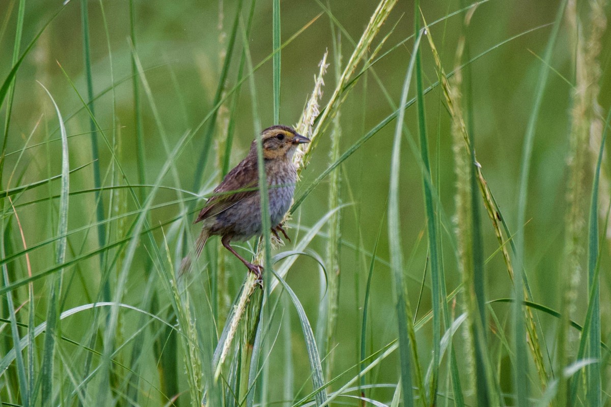 Nelson's Sparrow (Atlantic Coast) - Rennie Selkirk