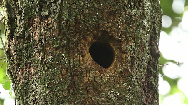 Helmeted Woodpecker - ML474652