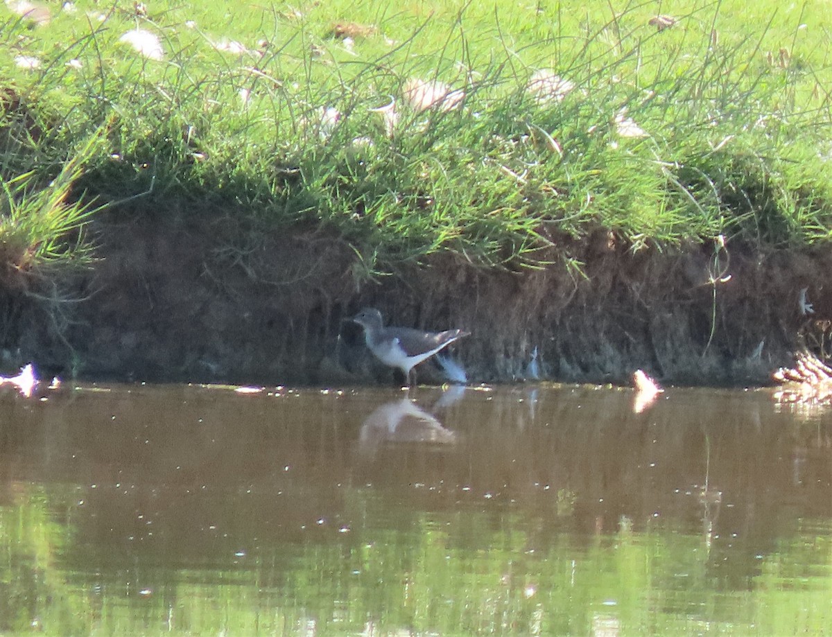 Spotted Sandpiper - Sandy Beranich