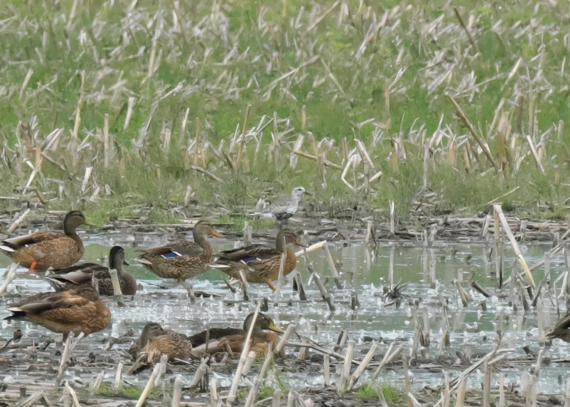 Black-bellied Plover - ML474652571