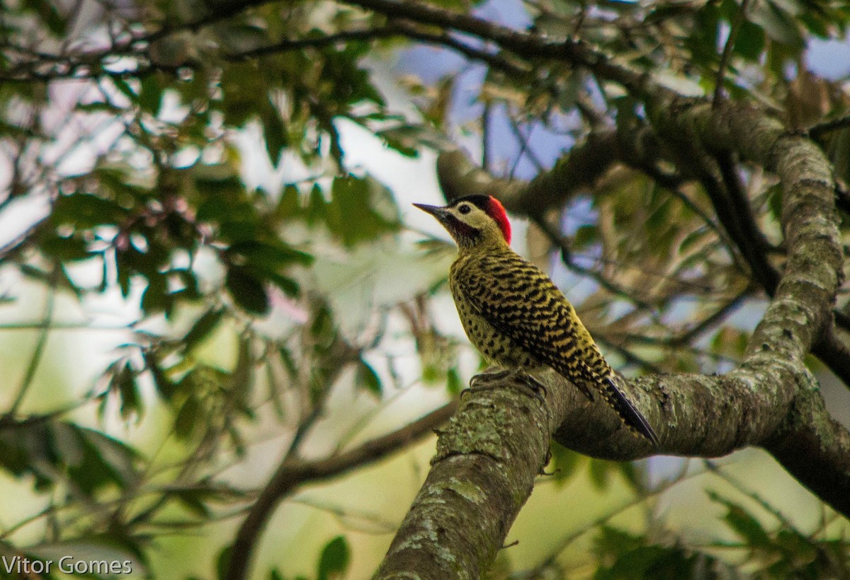 Green-barred Woodpecker - ML47465291