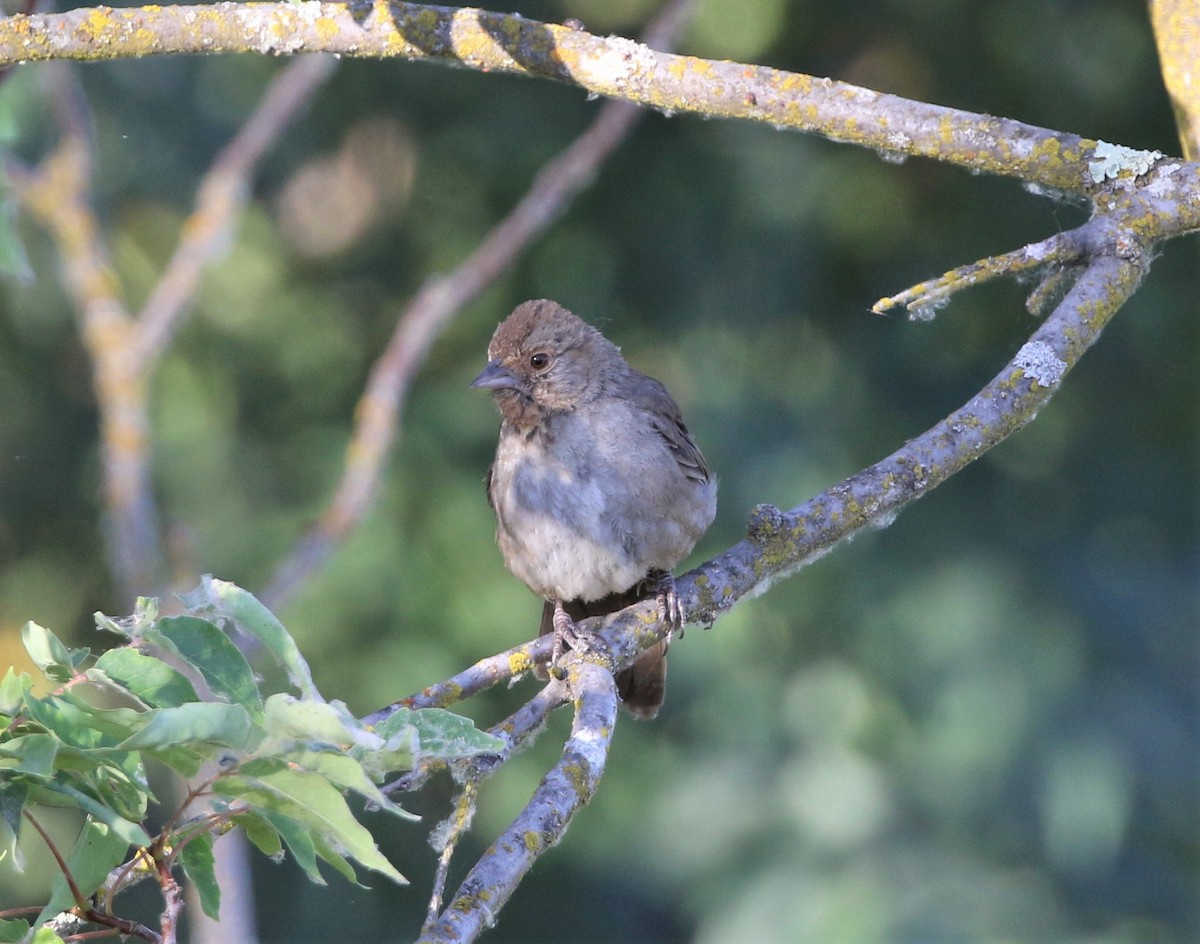 California Towhee - ML474653211