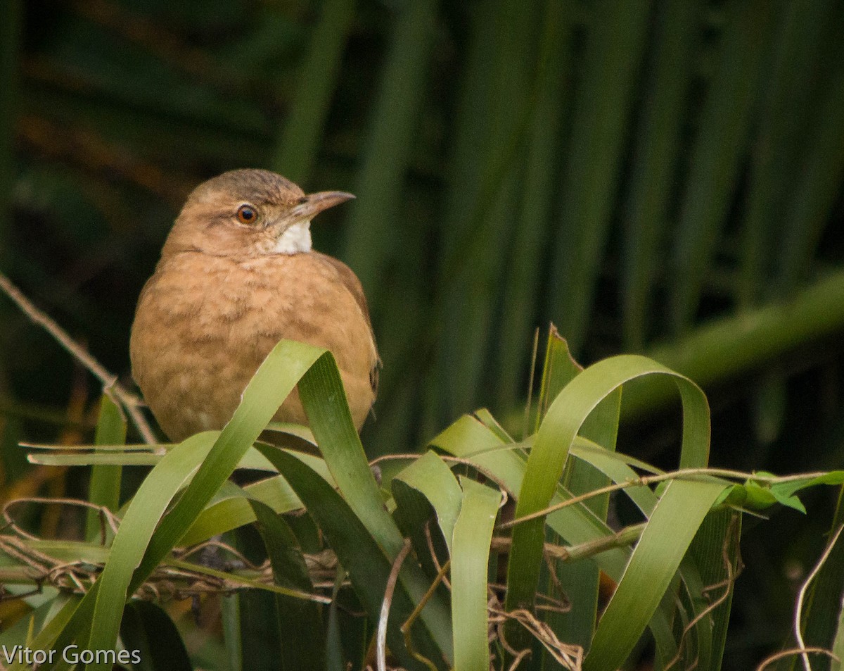 Rufous Hornero - ML47465351