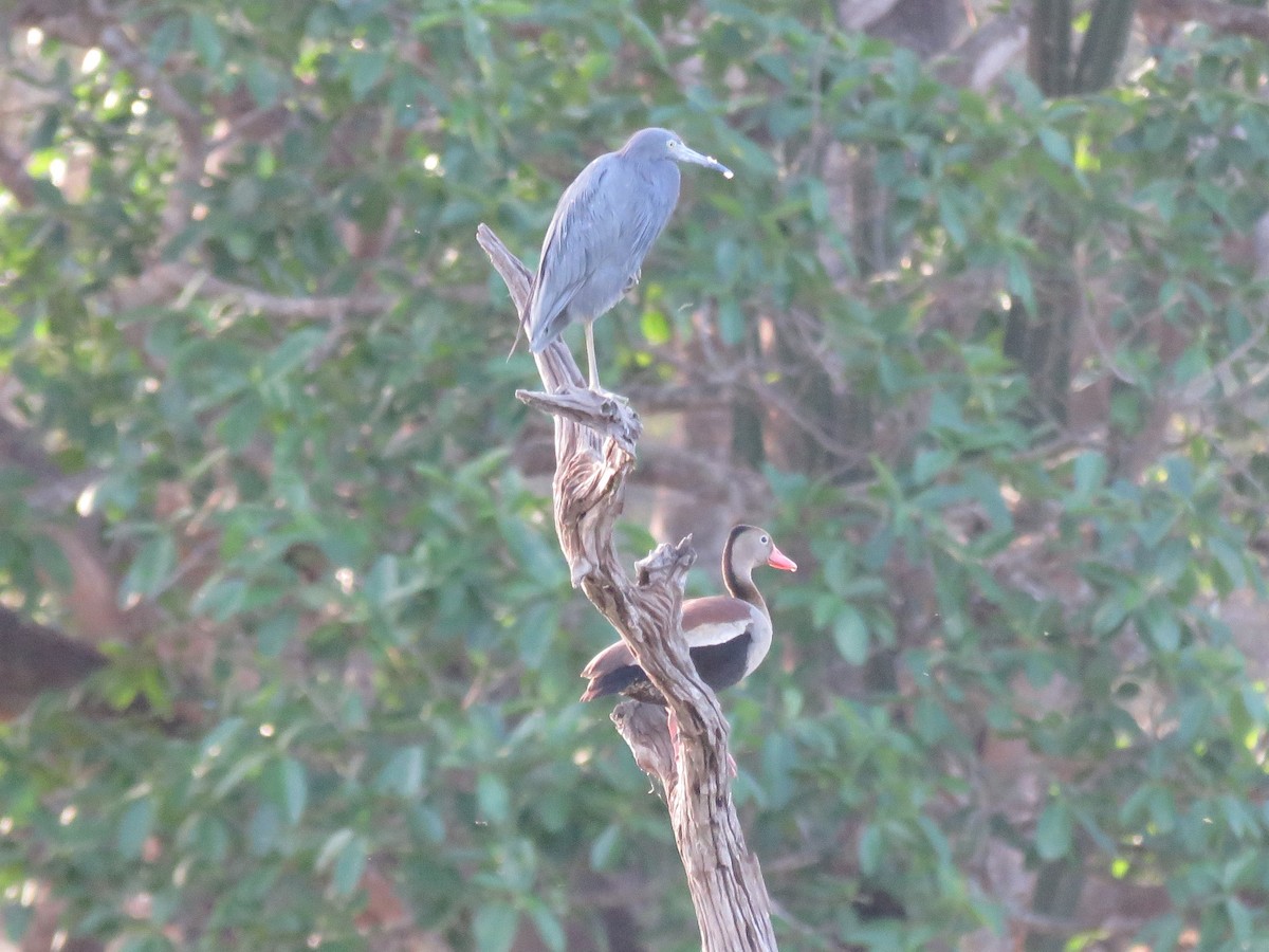 Little Blue Heron - Sandy Gallito