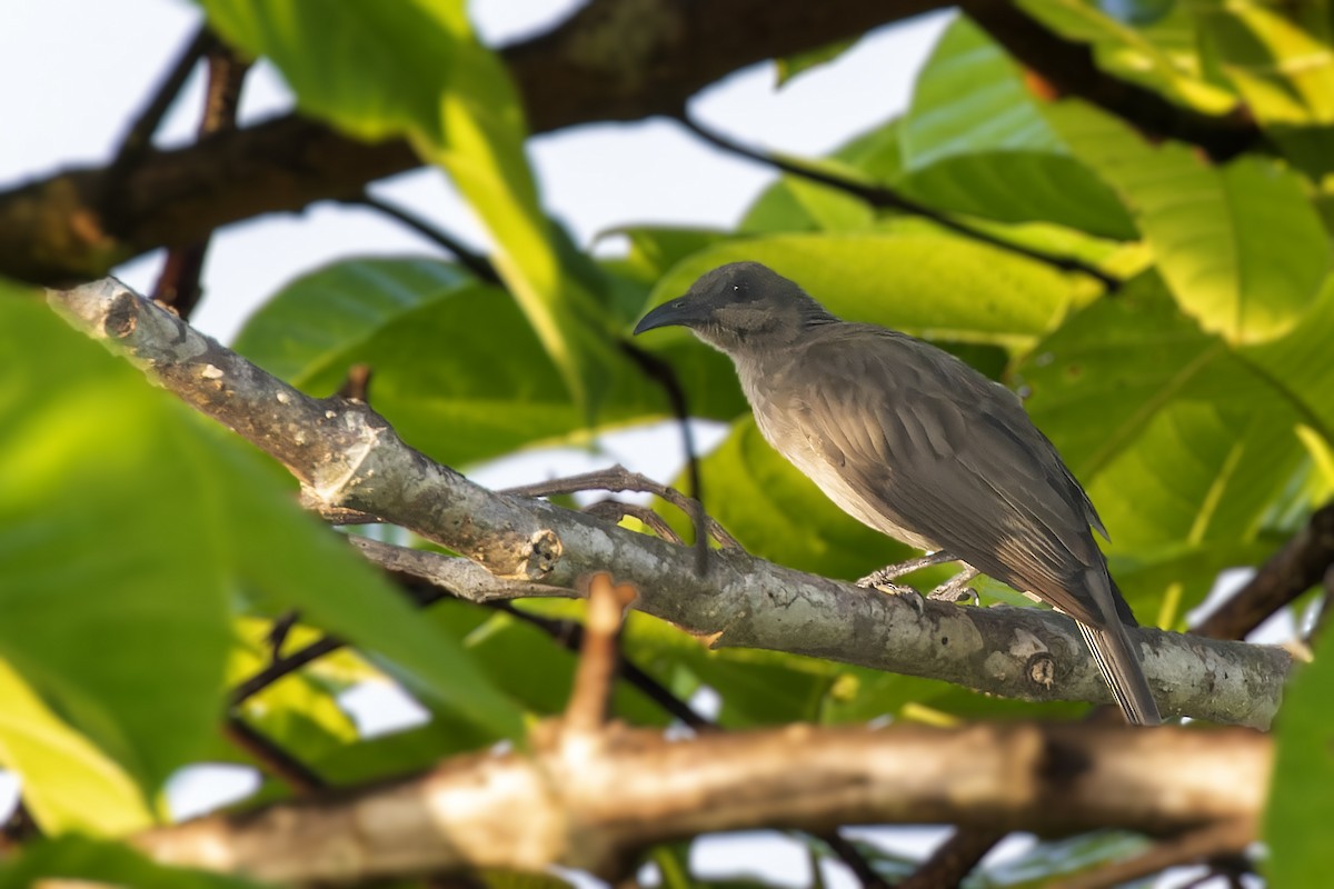 Meyer's Friarbird - Bradley Hacker 🦜