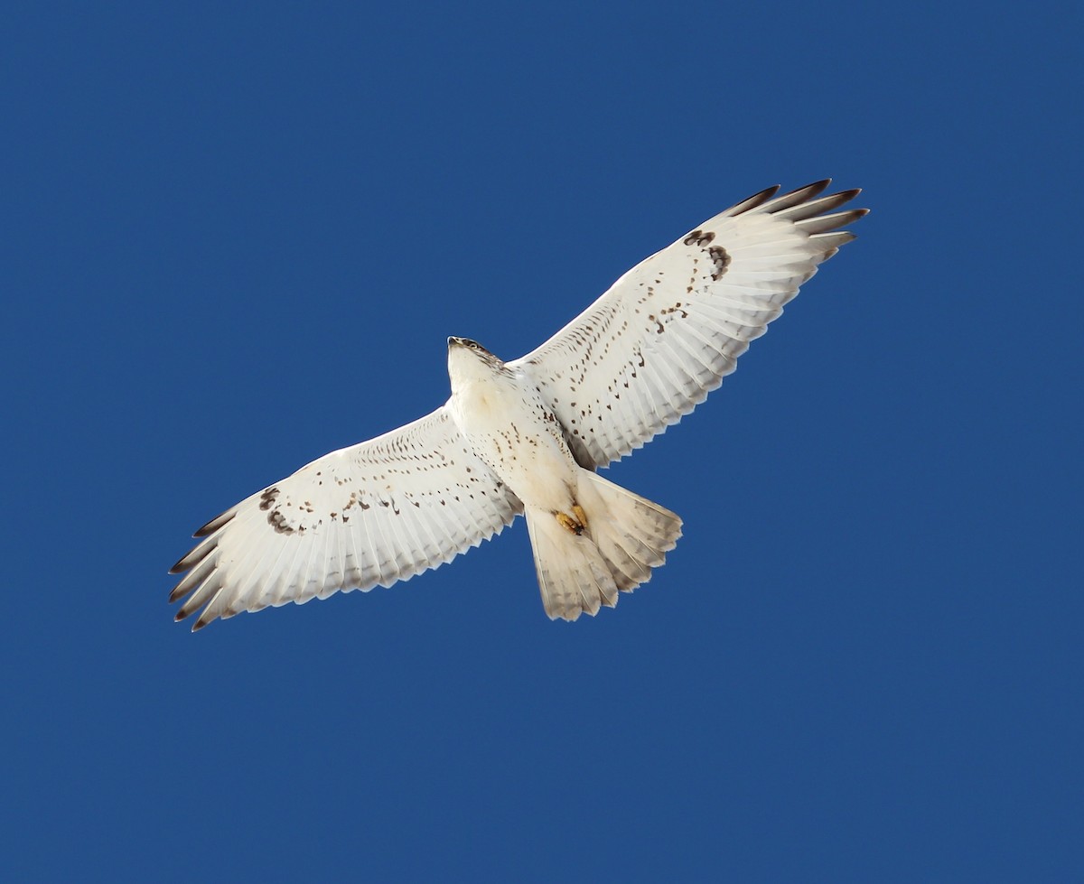 Ferruginous Hawk - ML47465451