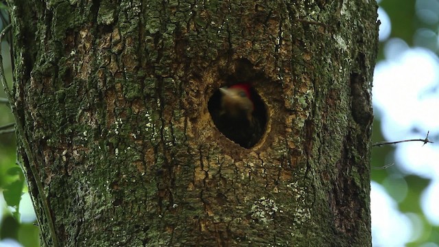 Helmeted Woodpecker - ML474656