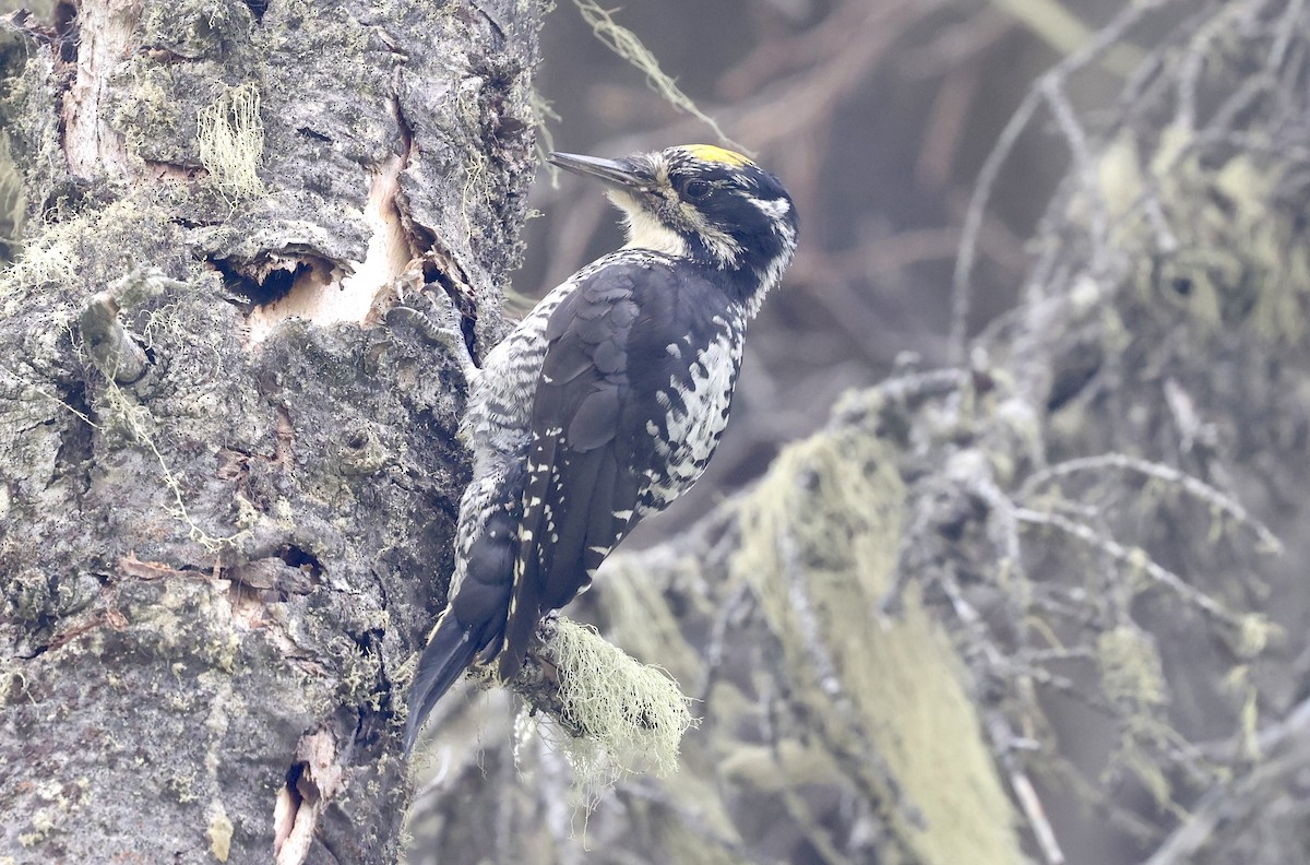 American Three-toed Woodpecker - ML474656691