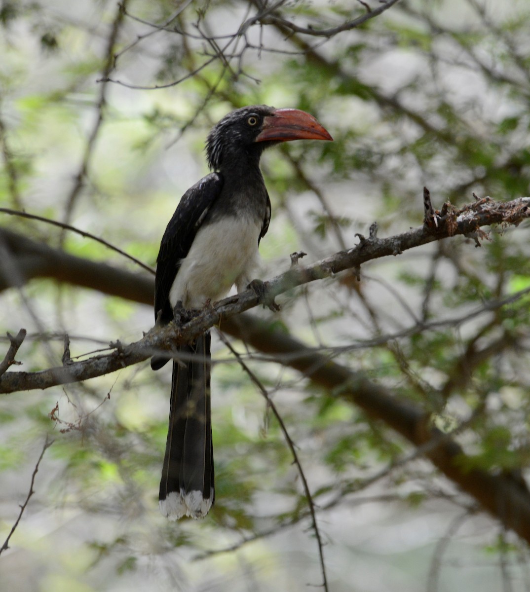 Crowned Hornbill - Bertina K