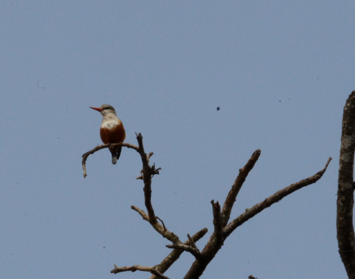 Gray-headed Kingfisher - ML474657031