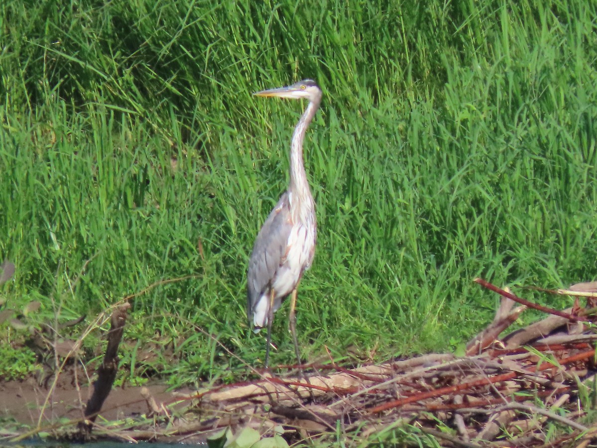 Great Blue Heron - ML474657341