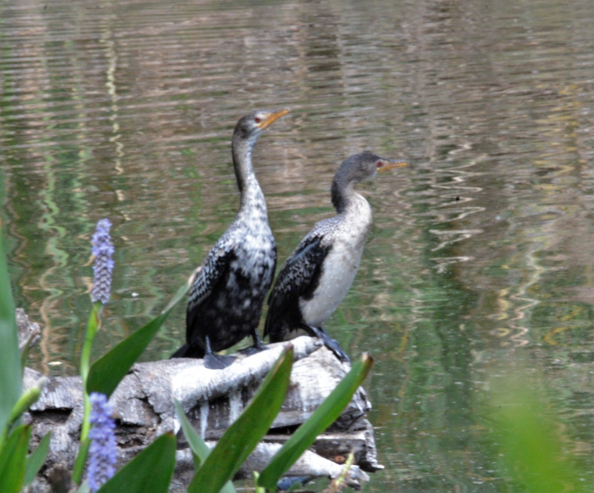 Long-tailed Cormorant - Bertina K