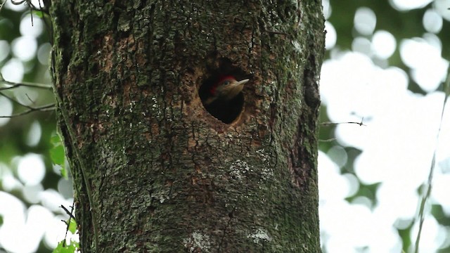 Helmeted Woodpecker - ML474658