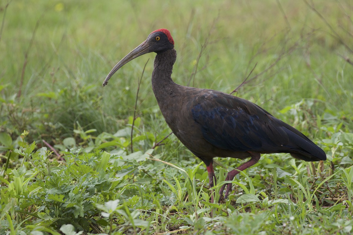 ibis bradavičnatý - ML474658141