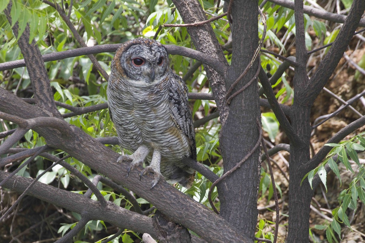 Mottled Wood-Owl - ML474658891
