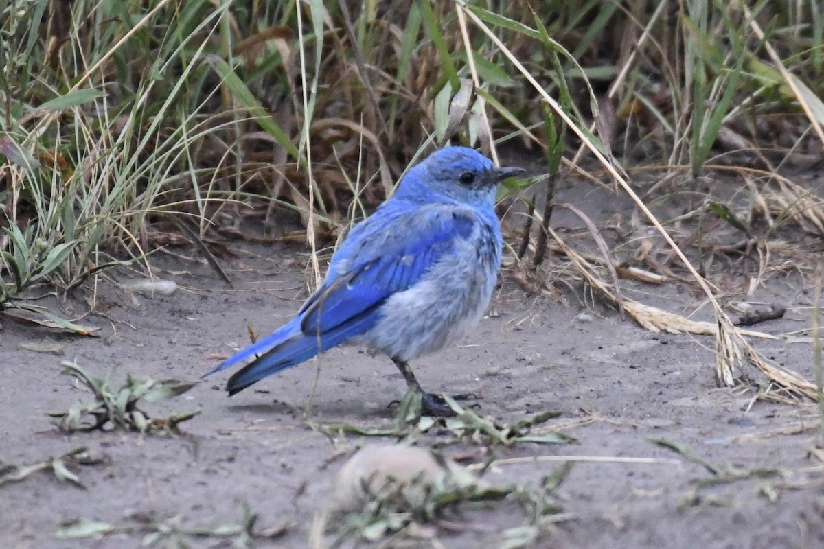 Mountain Bluebird - Tim Healy