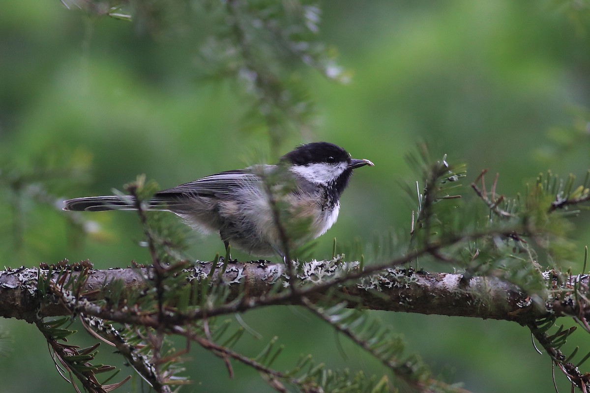 Black-capped Chickadee - John Mercer