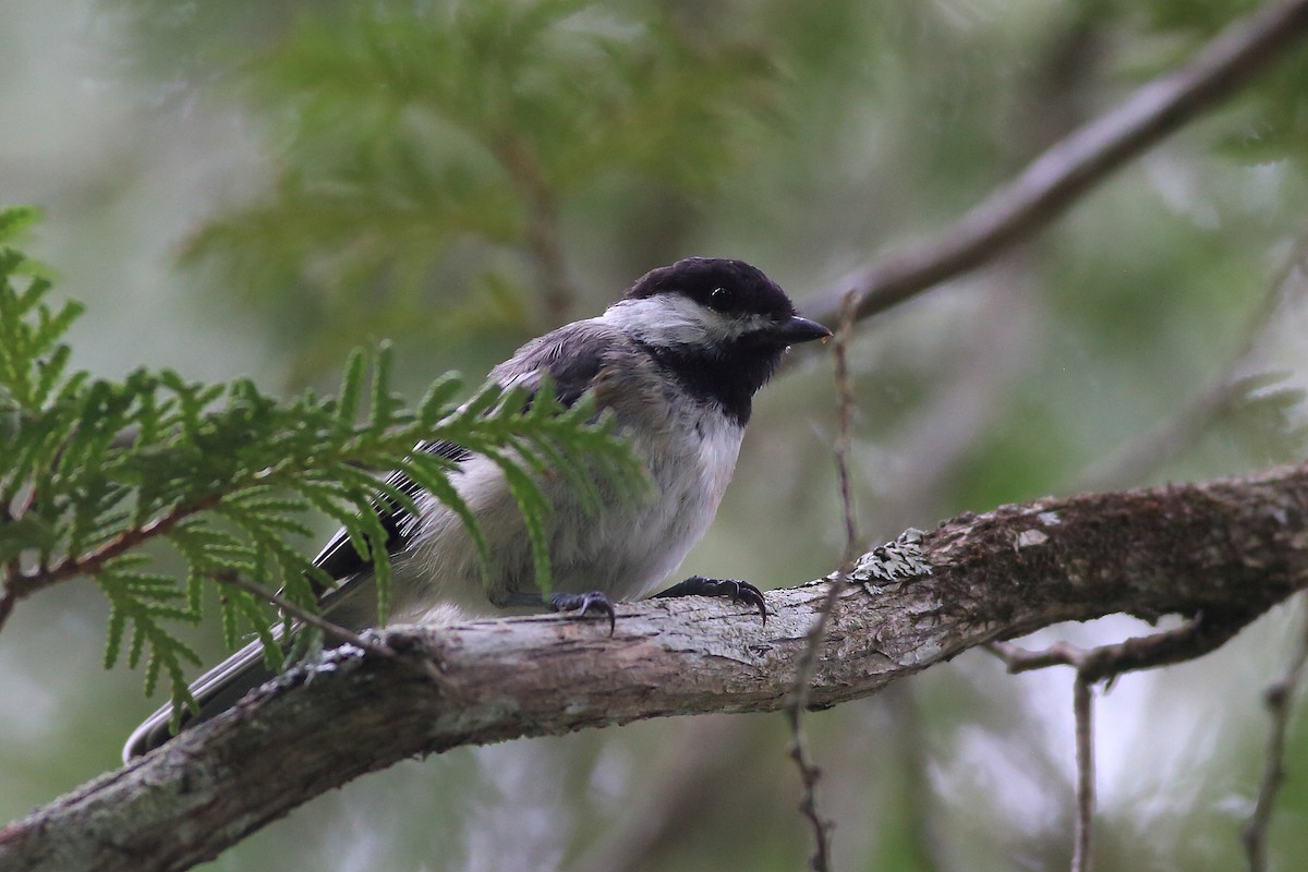 Black-capped Chickadee - John Mercer