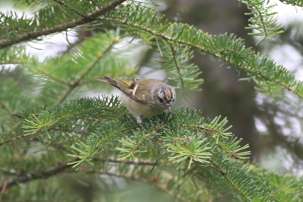 Golden-crowned Kinglet - John Mercer